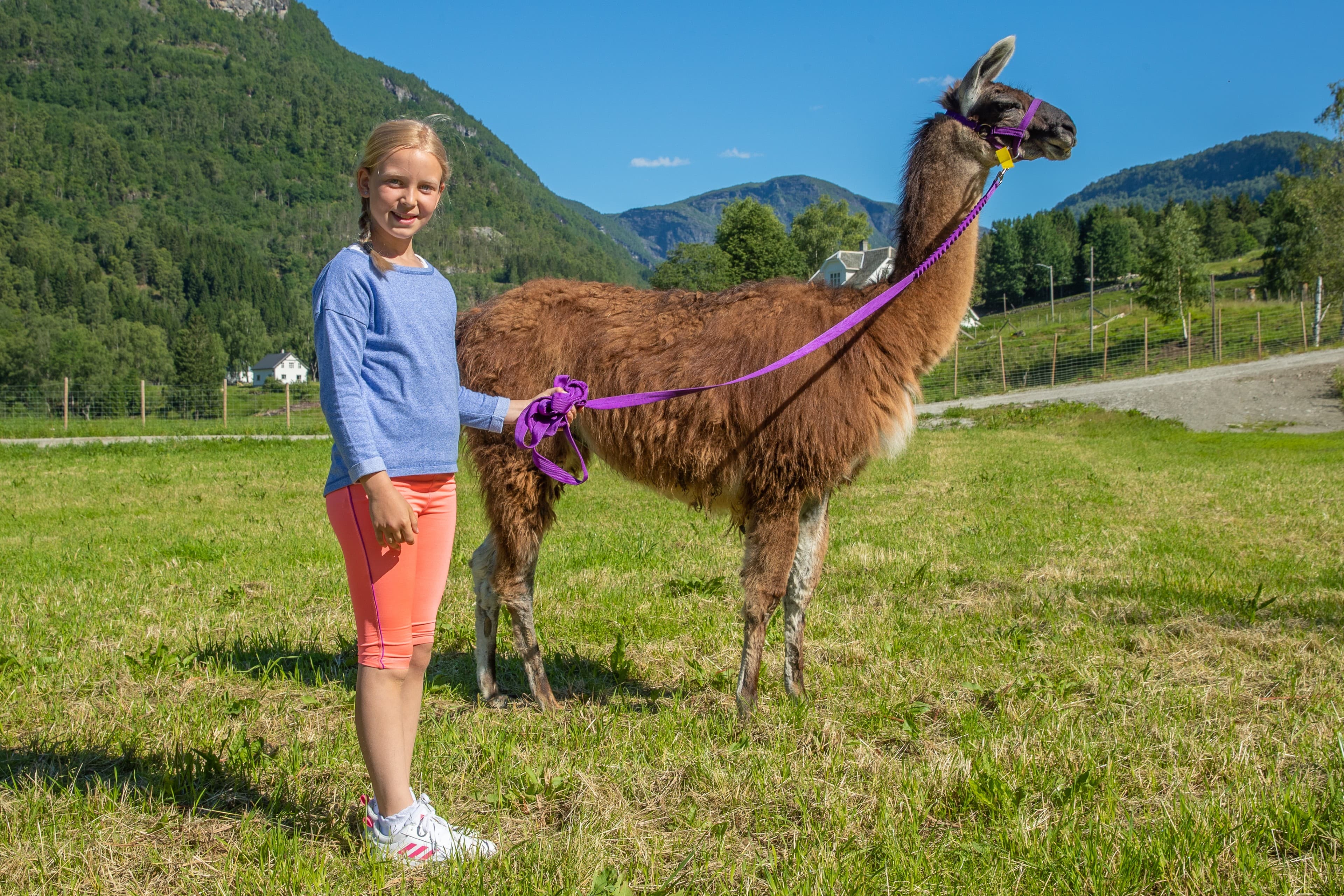 Skjolden Llamas