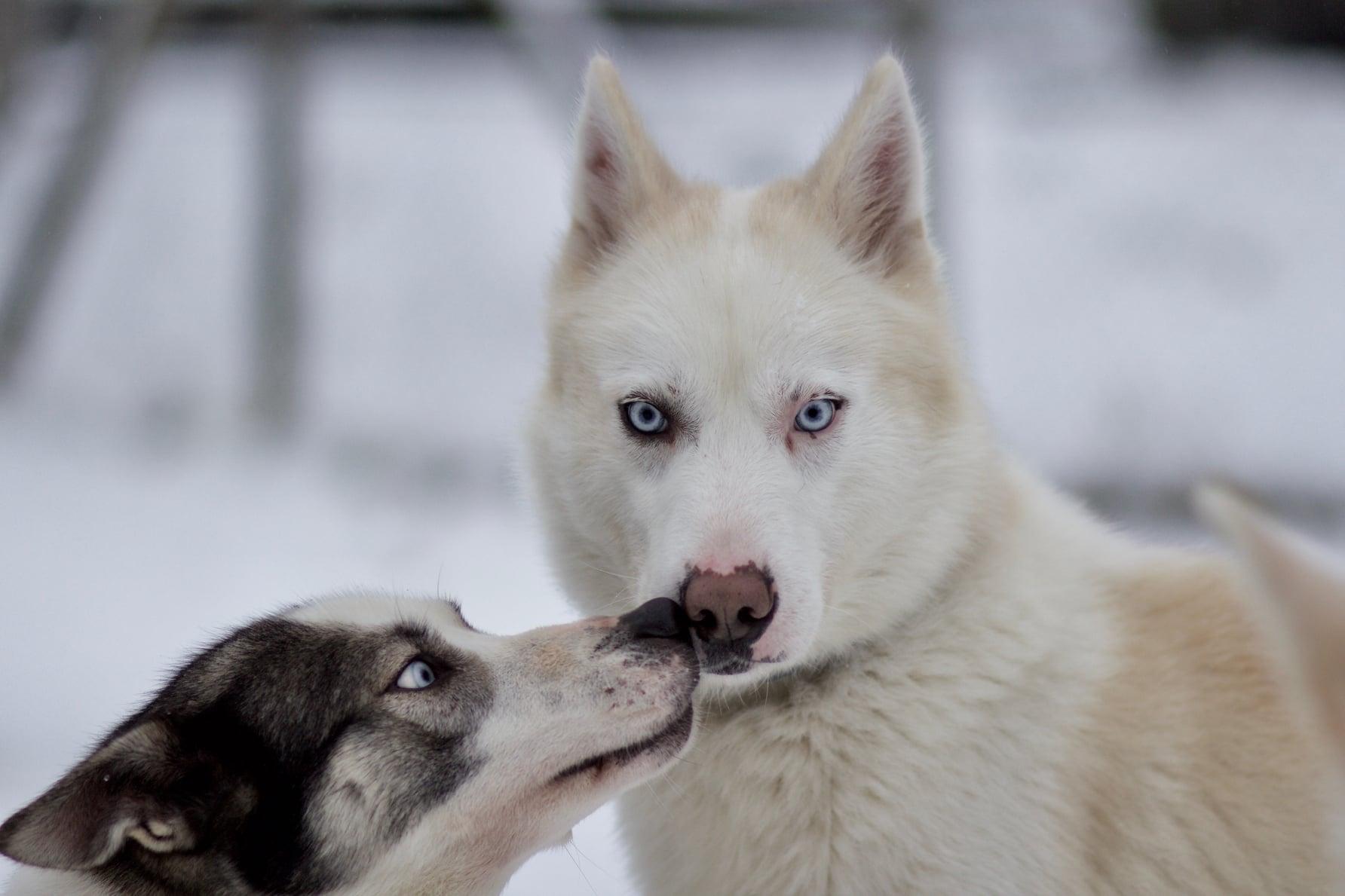 Hundekjøring i Sirdal