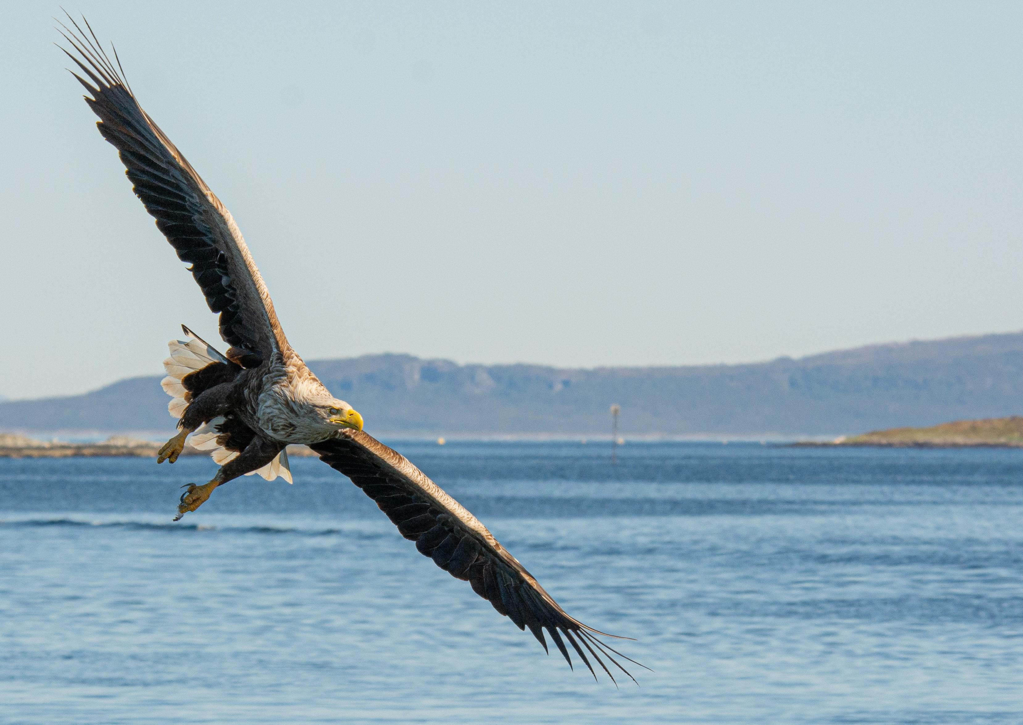 Havørnsafari på Smøla