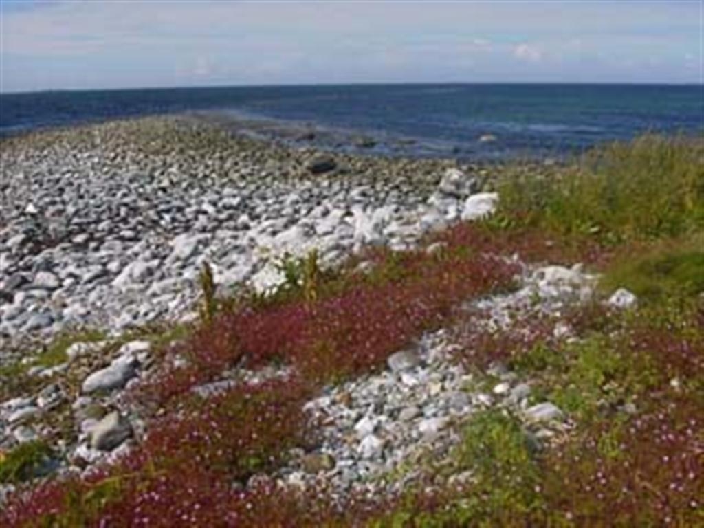 Makkevika fuglereservat