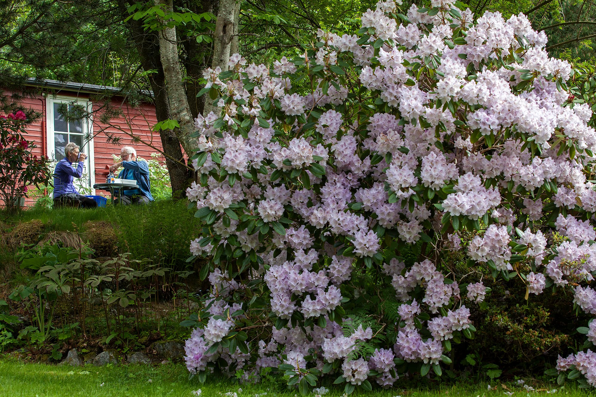 Rhodedendron