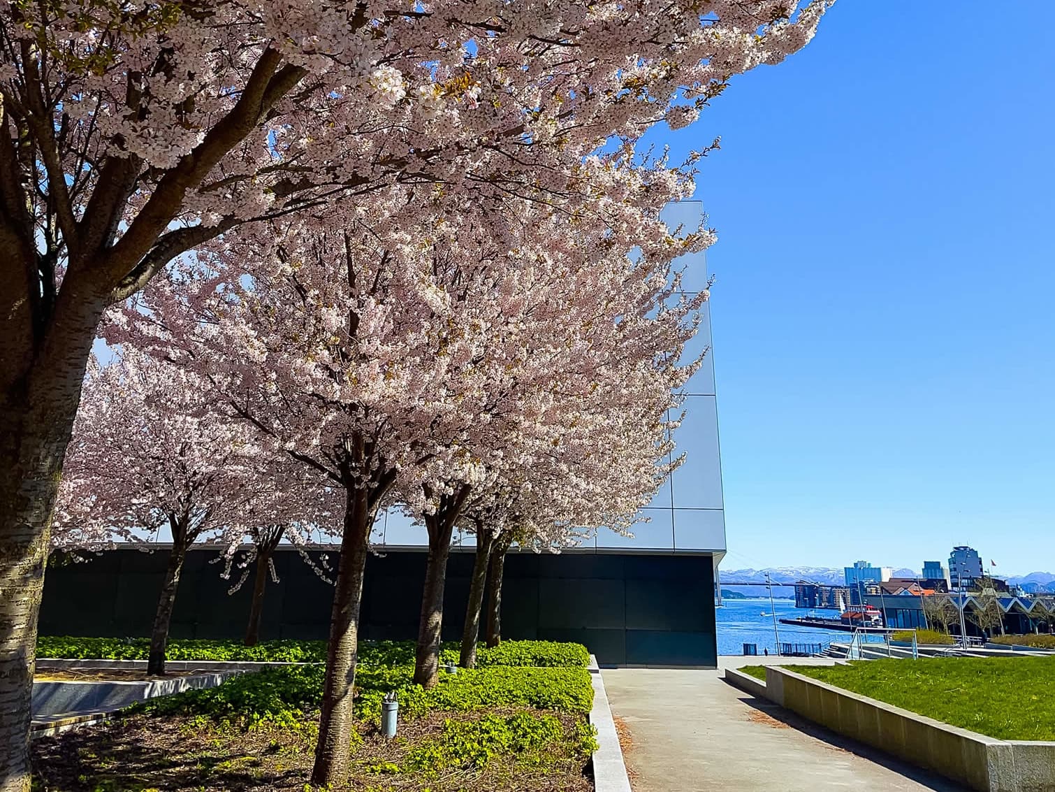 Trees blooming in spring.