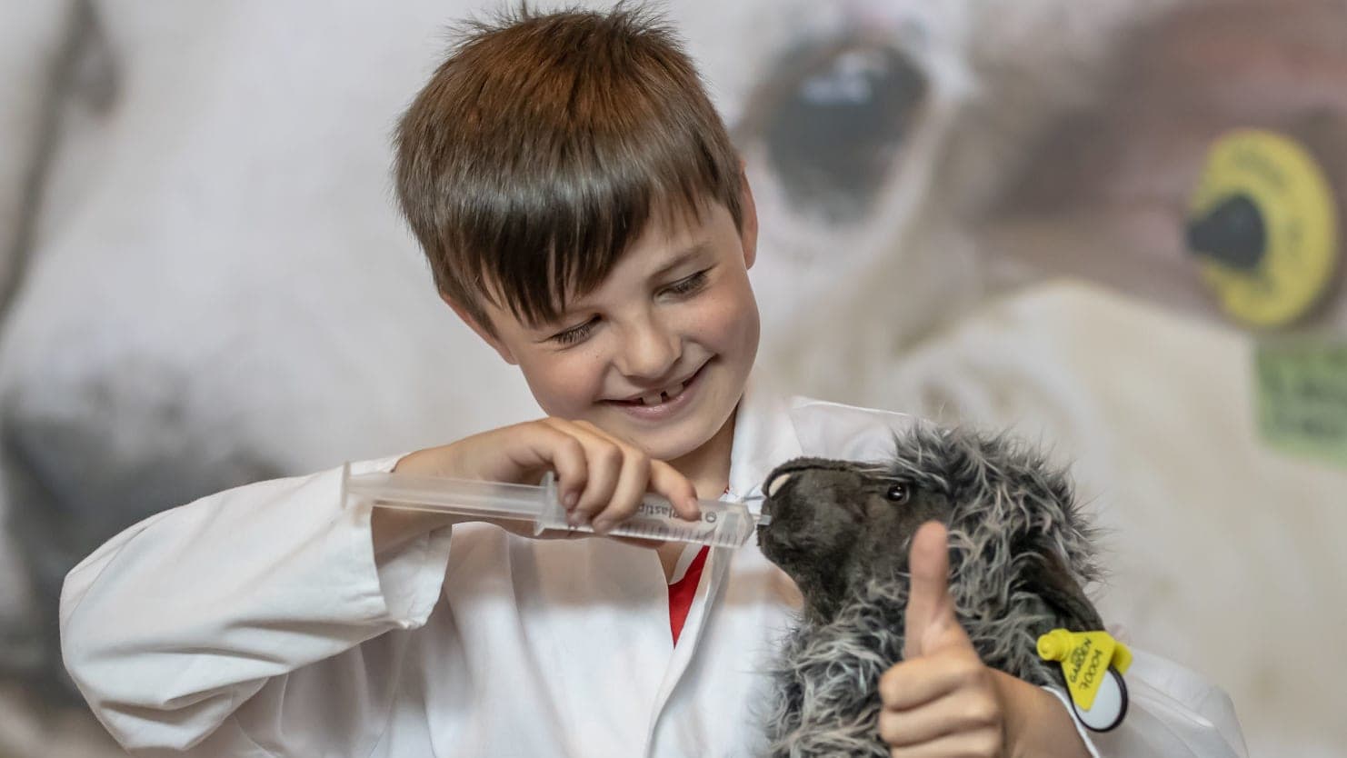 Boy feeding a stuffed sheep animal as a demonstration for a sheep exhibit in a museum